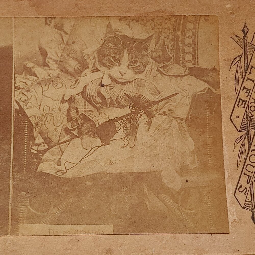 ANTIQUE Stereograph Card Victorian CAT From LIFE GROUPS - Picture 2 of 5